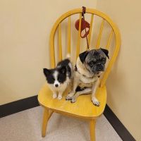 Lake Region Animal Hospital ico