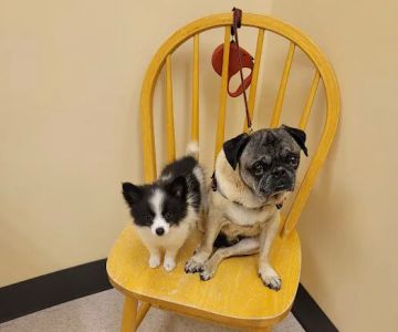Lake Region Animal Hospital