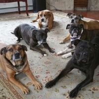 Bridgton Veterinary Hospital and Dental Care Center ico