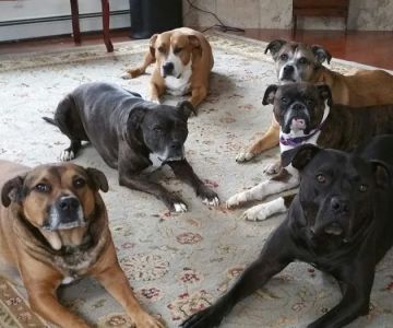 Bridgton Veterinary Hospital and Dental Care Center