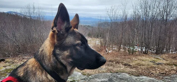 Bridgton Veterinary Hospital and Dental Care Center 8