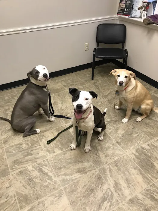 Bridgton Veterinary Hospital and Dental Care Center 7