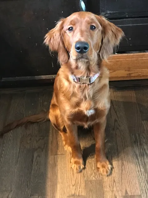 Kennebunk Veterinary Hospital 6