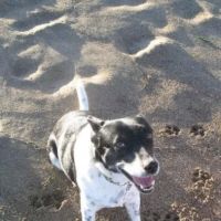 Angelus Urgent Veterinary Care ico