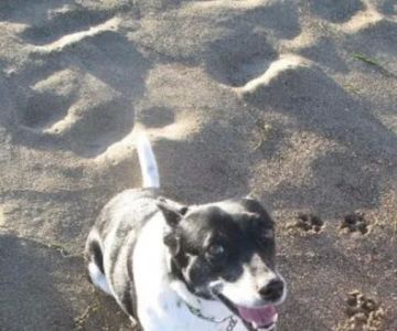 Angelus Urgent Veterinary Care