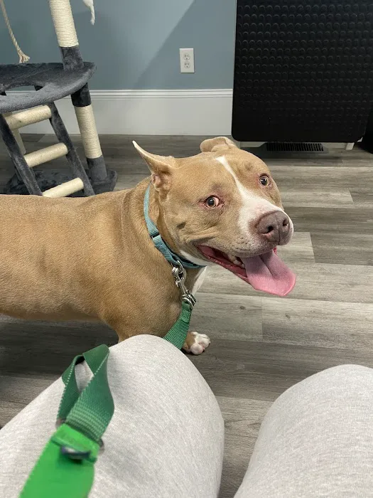 Angelus Urgent Veterinary Care 9