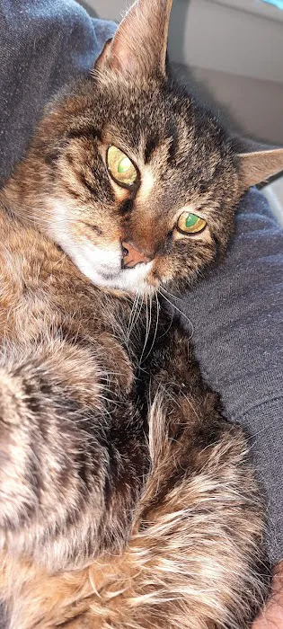 Angelus Urgent Veterinary Care 4