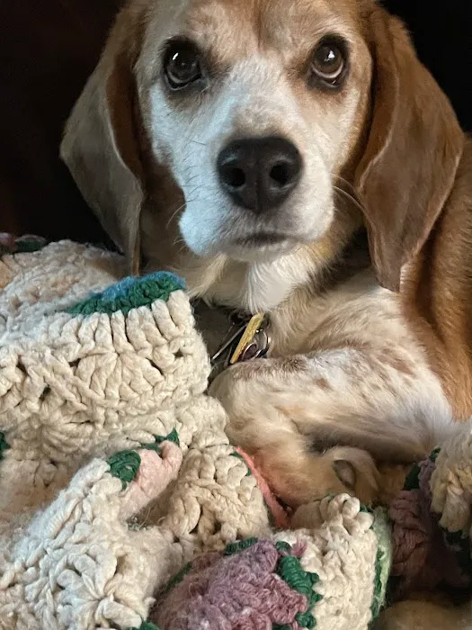Wells Dog and Cat Hospital 4
