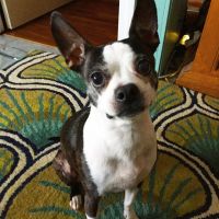 East Haven Veterinary Service ico