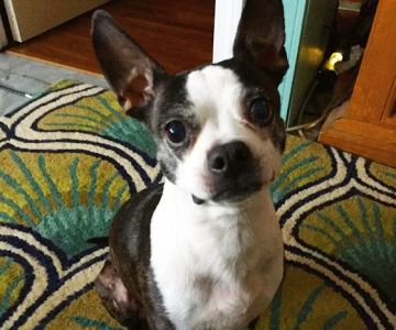 East Haven Veterinary Service