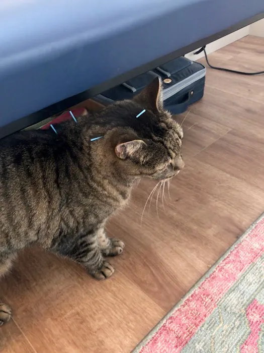 Heart of Vermont Vet: At-Home End-of-Life Care for Pets 1