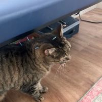 Heart of Vermont Vet: At-Home End-of-Life Care for Pets ico