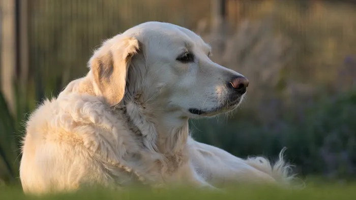 Heart of Vermont Vet: At-Home End-of-Life Care for Pets 6