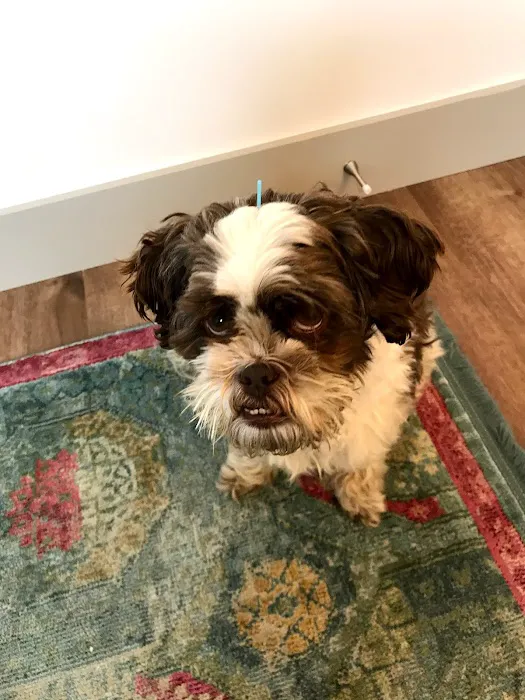 Heart of Vermont Vet: At-Home End-of-Life Care for Pets 7