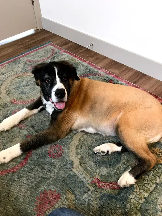 Heart of Vermont Vet: At-Home End-of-Life Care for Pets 9