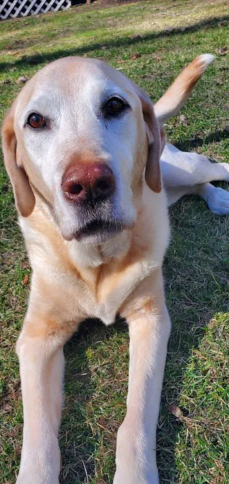 Heart of Vermont Vet: At-Home End-of-Life Care for Pets 2