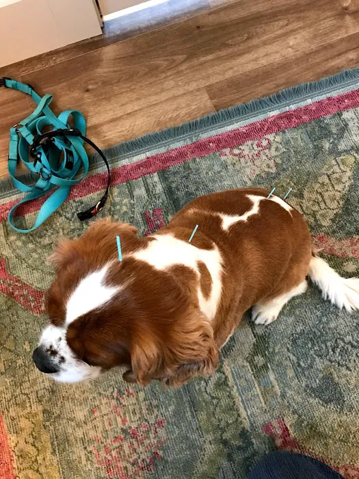 Heart of Vermont Vet: At-Home End-of-Life Care for Pets 10