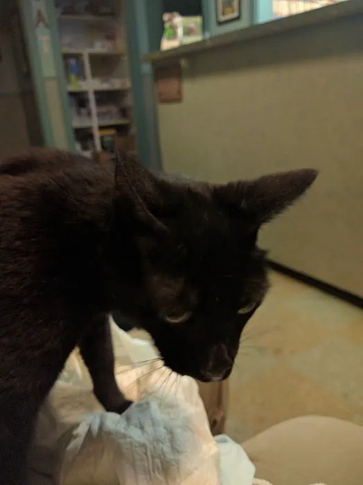 Valley Animal Hospital 5