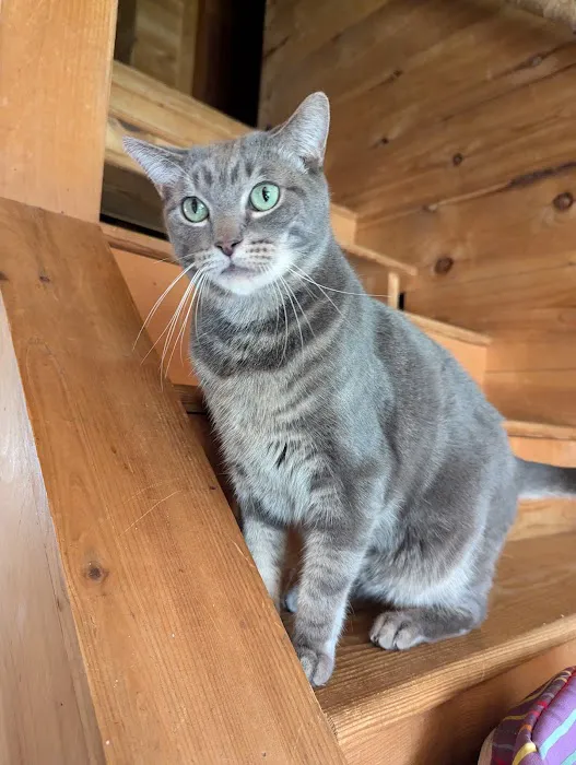 Vermont Companion Animal Ntrng 6