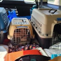 Vermont Companion Animal Ntrng ico