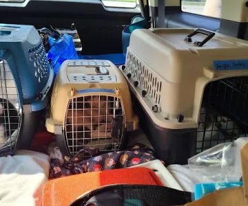 Vermont Companion Animal Ntrng