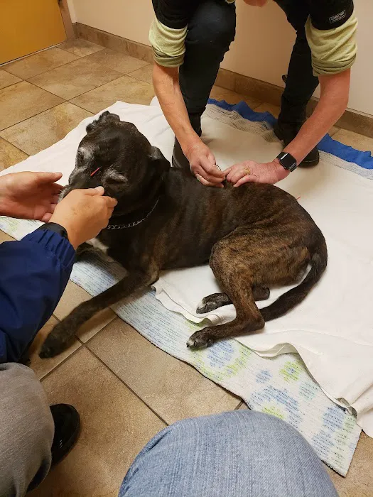 Bristol Animal Hospital 5