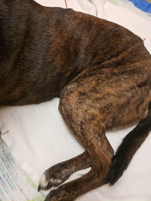 Bristol Animal Hospital 6