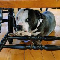 Vergennes Animal Hospital ico