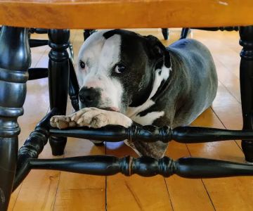 Vergennes Animal Hospital