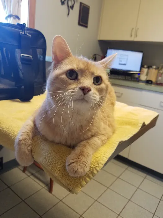 Vergennes Animal Hospital 8