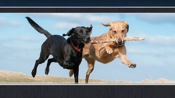 North Hampton Animal Hospital 8