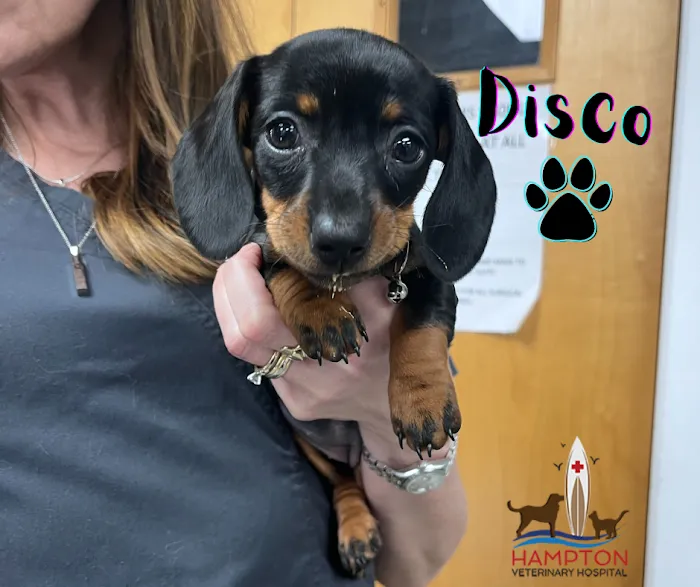 Hampton Veterinary Hospital 10