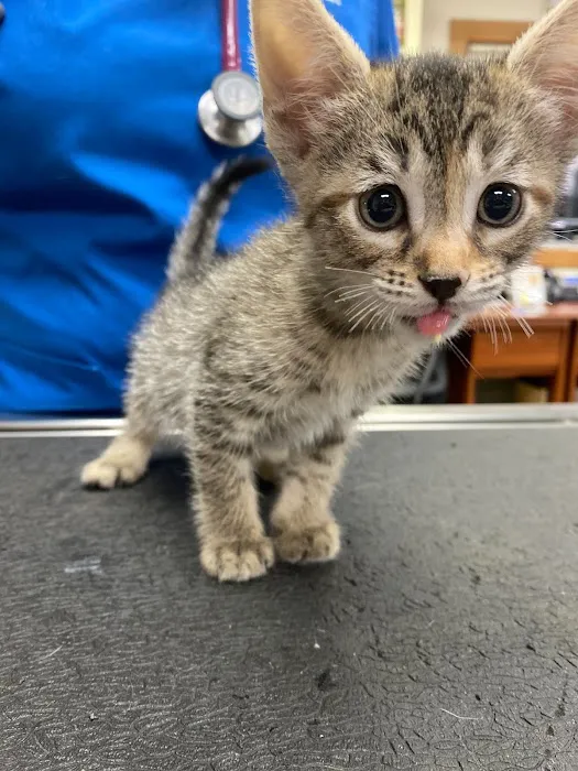 Hampton Veterinary Hospital 5