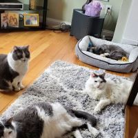 Health & Wellness Animal Hospital ico