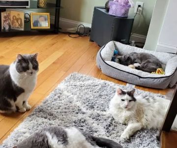 Health & Wellness Animal Hospital