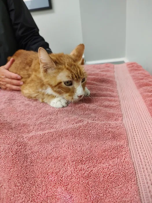Health & Wellness Animal Hospital 7