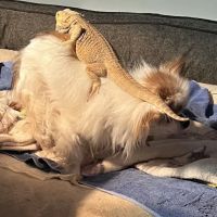 Greenland Veterinary Hospital ico