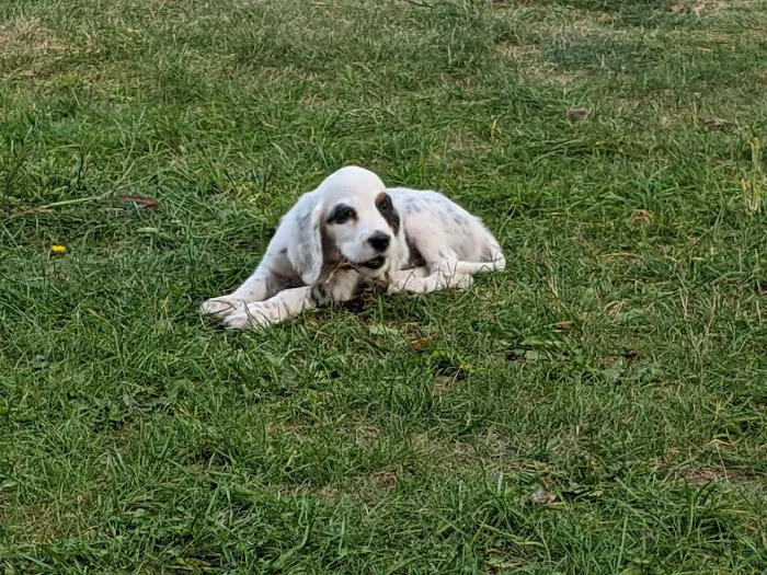 Lafayette Animal Hospital 4