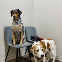 Lafayette Animal Hospital ico