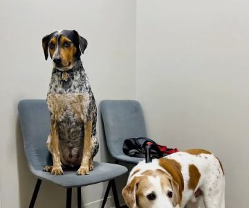 Lafayette Animal Hospital