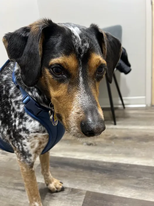 Lafayette Animal Hospital 2