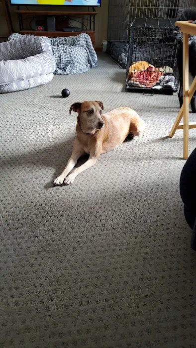 Tails of Rye Canine Rehabilitation 2