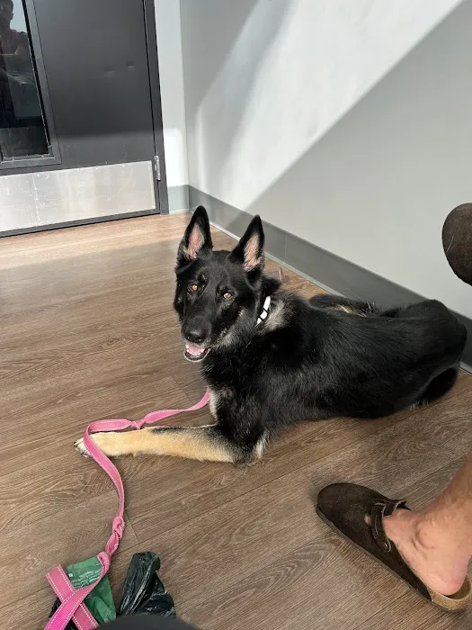 PetMedic Urgent Care Vet Clinic - Portsmouth 3