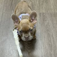 PetMedic Urgent Care Vet Clinic - Portsmouth ico