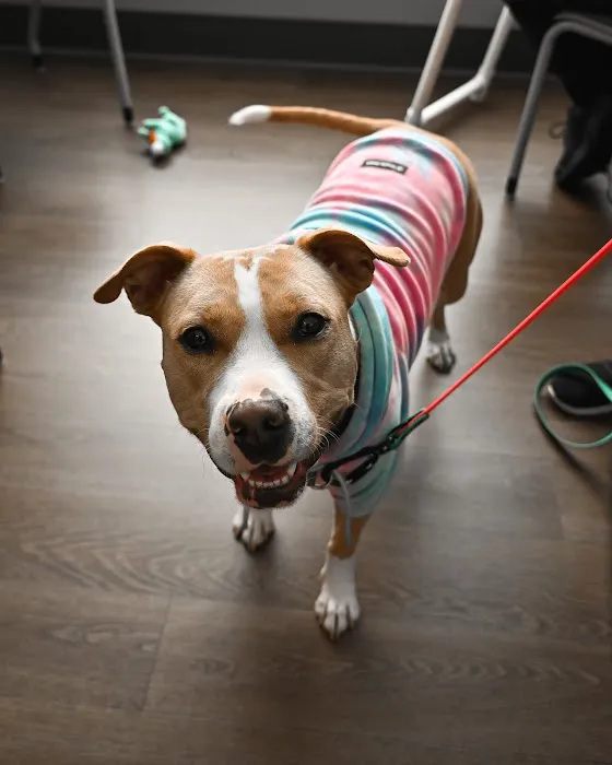 PetMedic Urgent Care Vet Clinic - Portsmouth 8