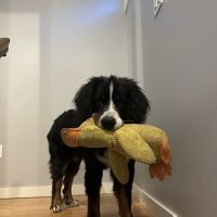 LoveWell Veterinary Services ico