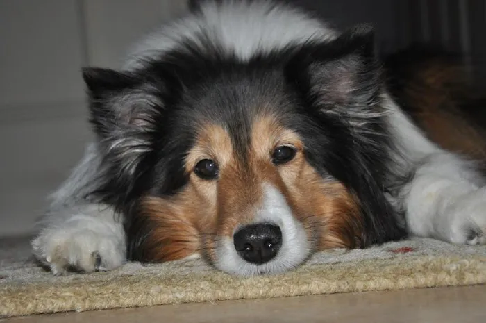 Sagamore Animal Hospital 9