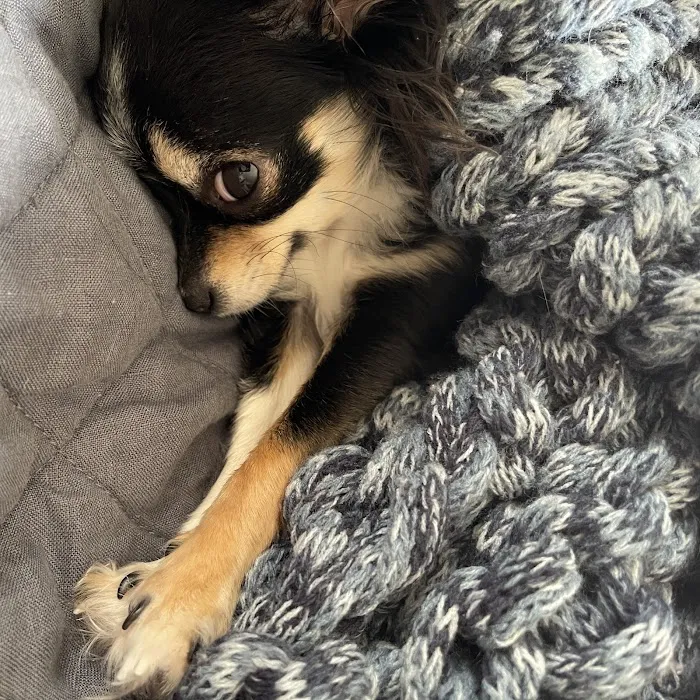 Sagamore Animal Hospital 7