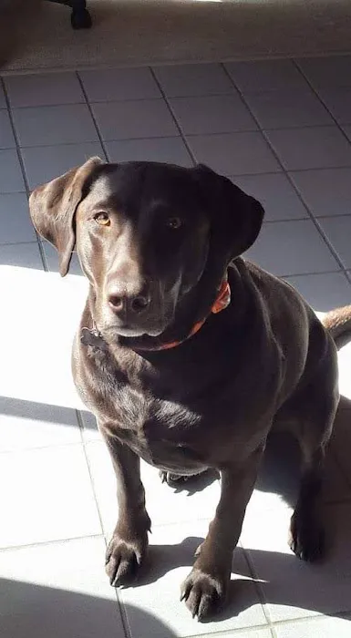 Sagamore Animal Hospital 1