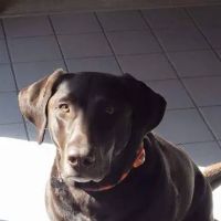 Sagamore Animal Hospital ico